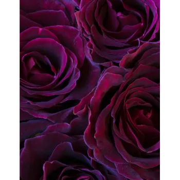 Natural Rose Plant